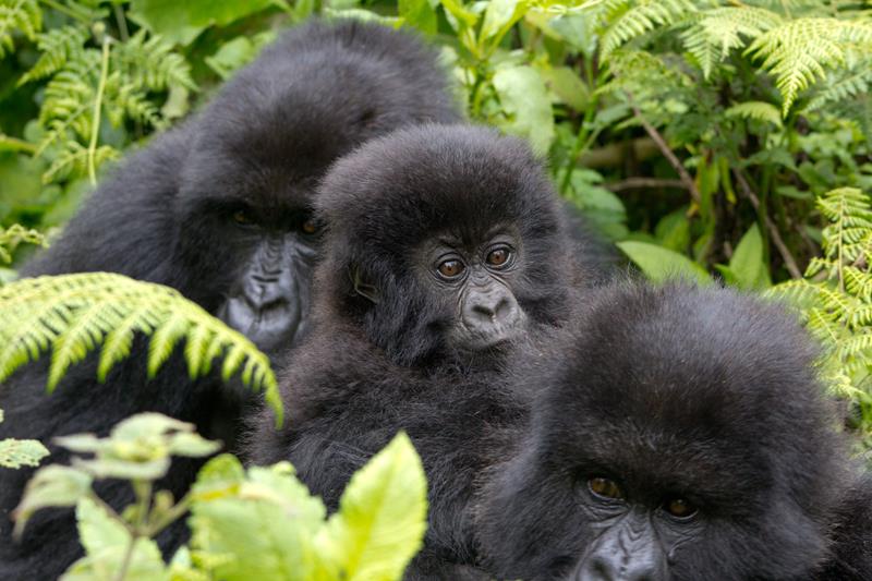 Gorilla Africa