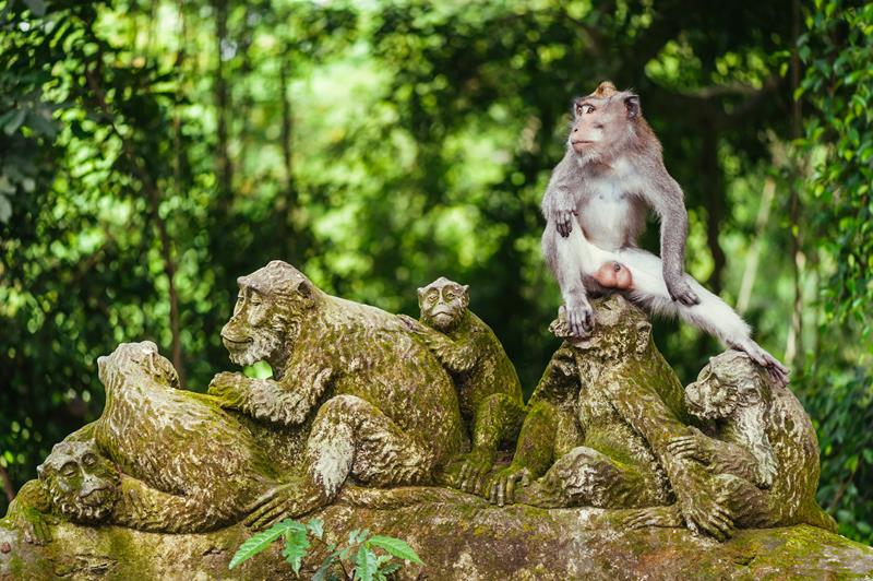 ubud monkey forest bali
